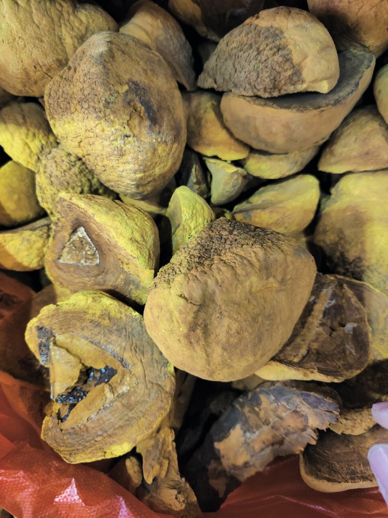 正品桑黄西藏野生特桑树金边桑黄正品特大野生藏桑黄