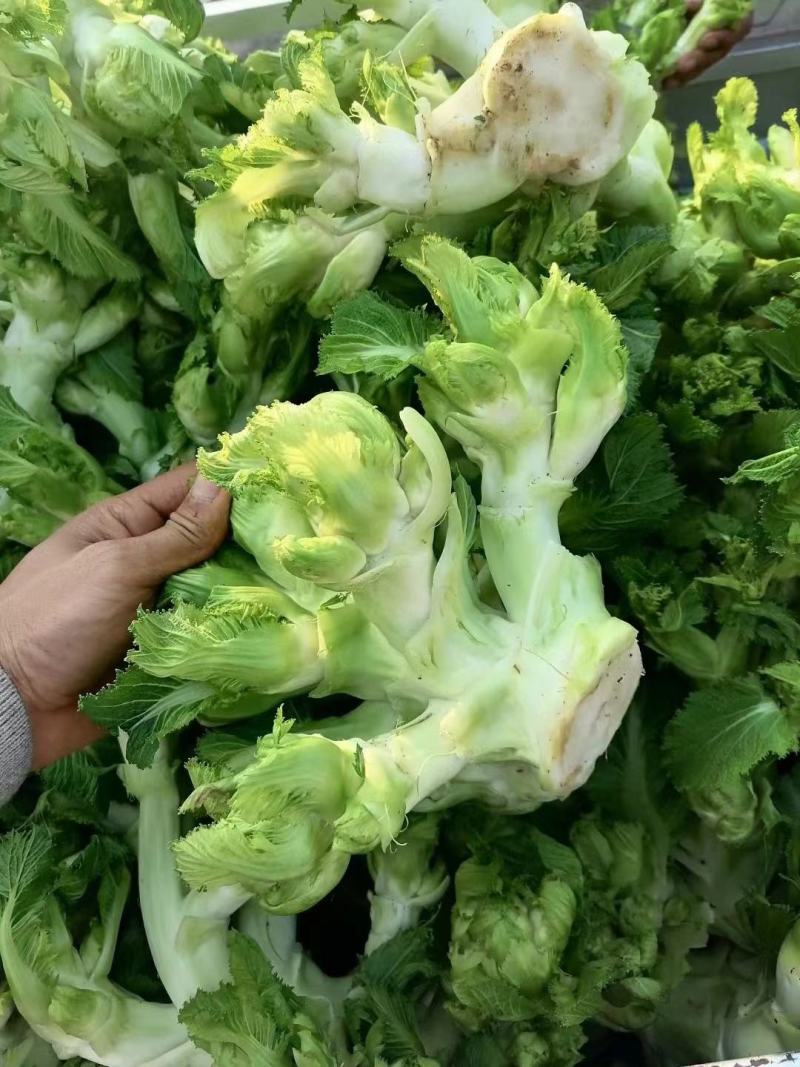 儿菜
