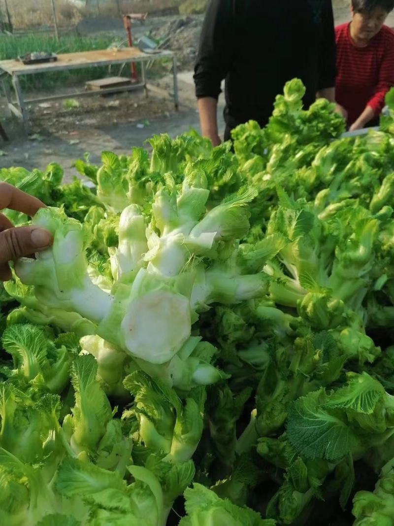 儿菜