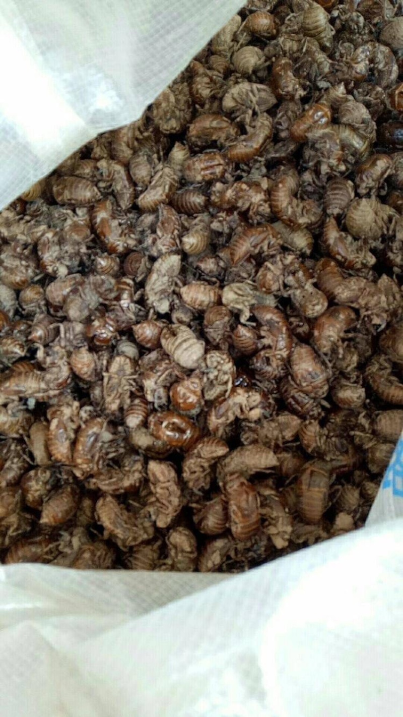 四川非水洗蝉蜕，欢迎各位新老客户咨询，量大从优！