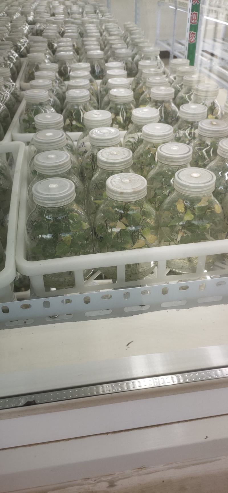 商薯19红薯苗新一代原种培育而成，鲜食，淀粉加工兼用型