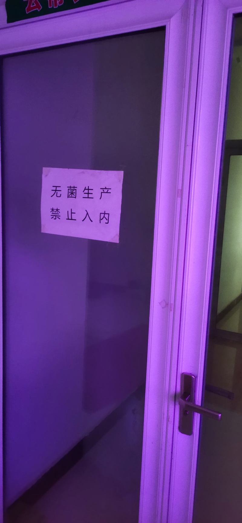 商薯19红薯苗新一代原种培育而成，鲜食，淀粉加工兼用型