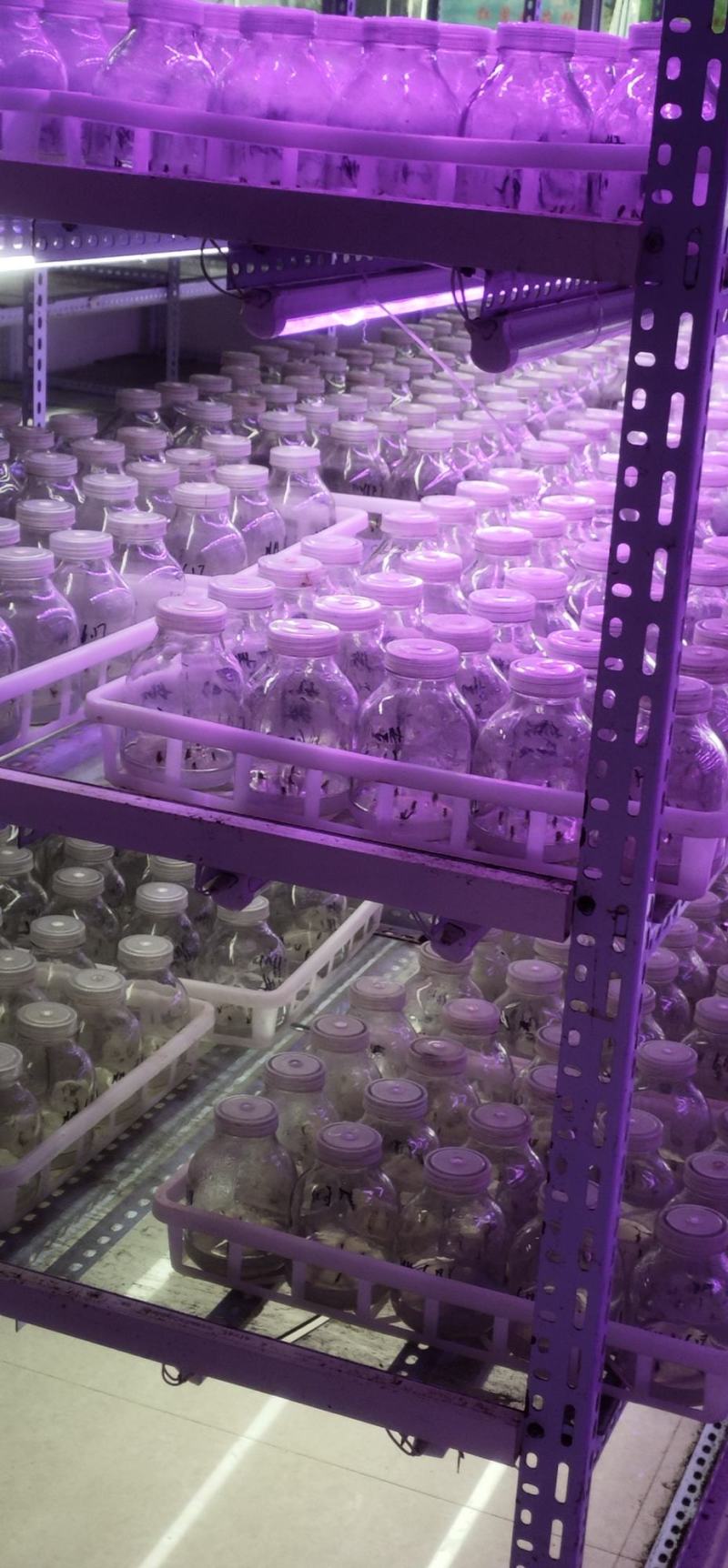 商薯19红薯苗新一代原种培育而成，鲜食，淀粉加工兼用型