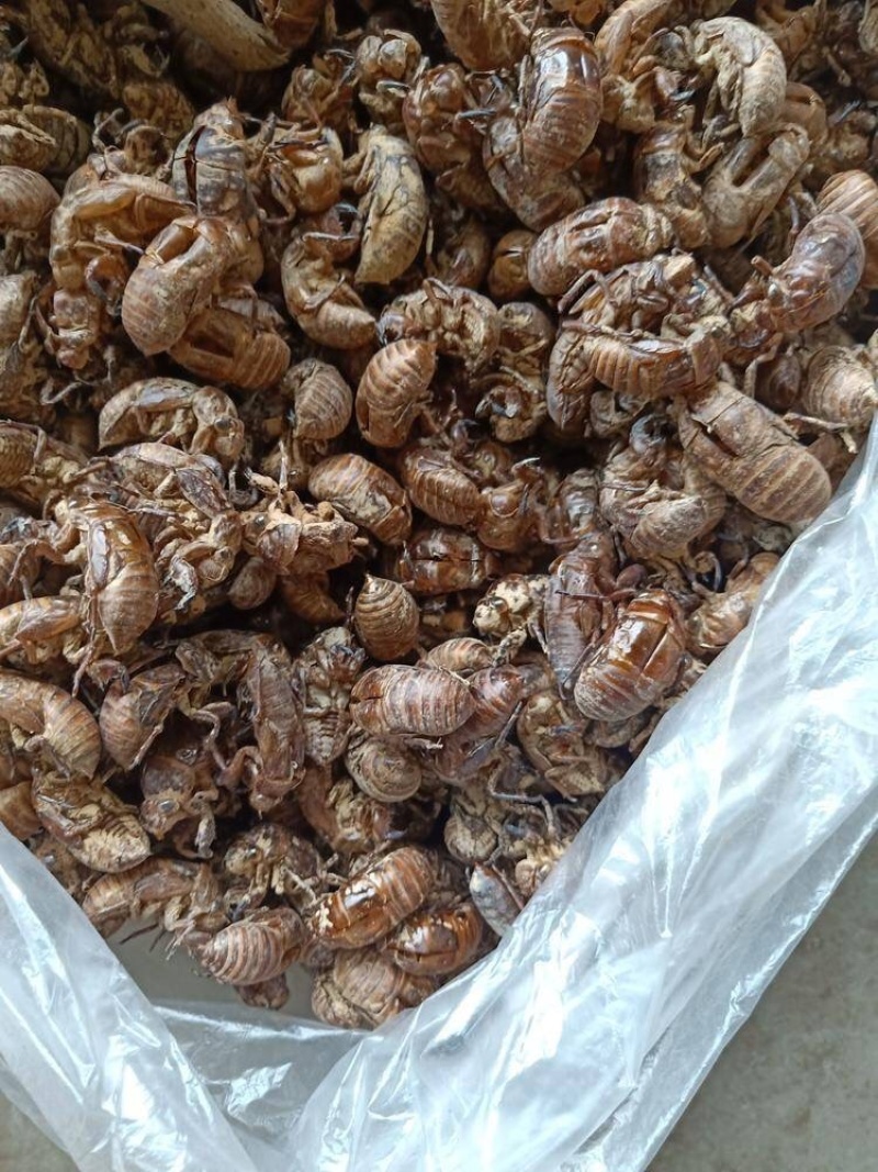四川非水洗蝉蜕，欢迎各位新老客户咨询，量大从优！