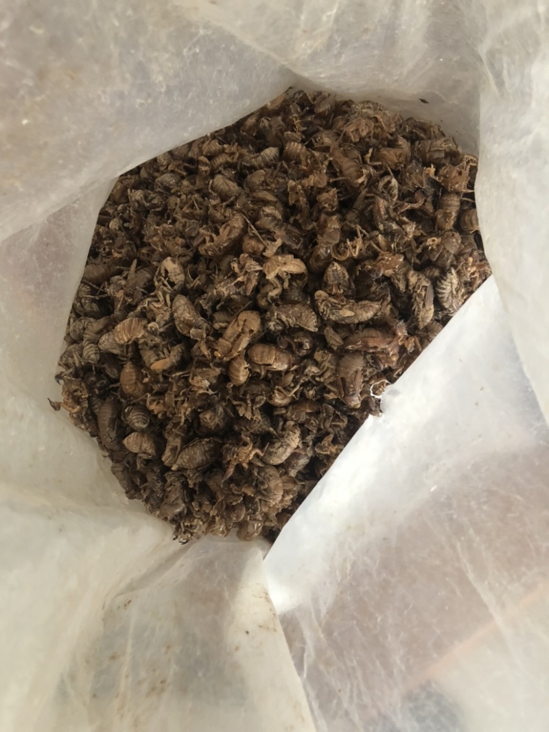 四川非水洗蝉蜕，欢迎各位新老客户咨询，量大从优！