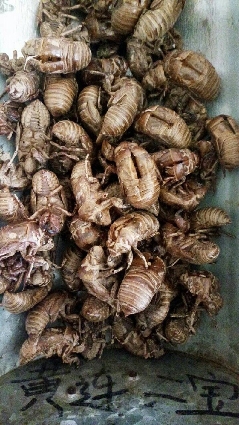 四川非水洗蝉蜕，欢迎各位新老客户咨询，量大从优！