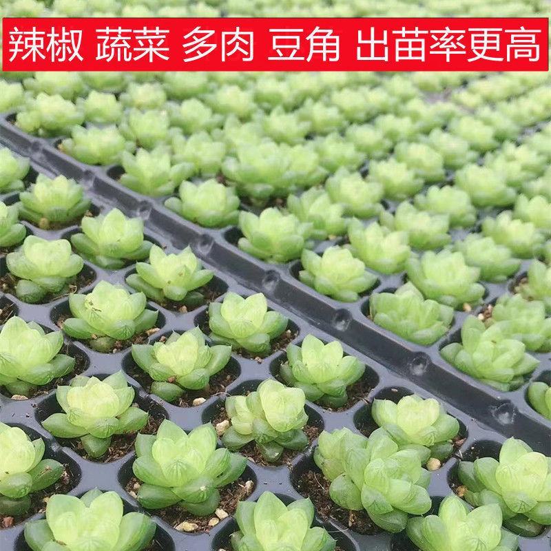 辣椒育苗盘玉米育苗盘穴盘蔬菜瓜果育苗塑料PVC穴盘辣椒哈