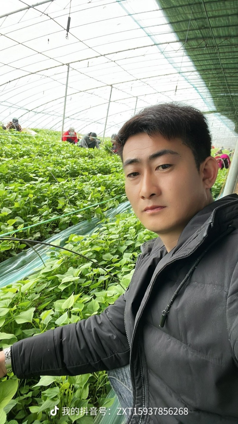 开封市祥符区，扩繁苗品种有西瓜红，龙久一九