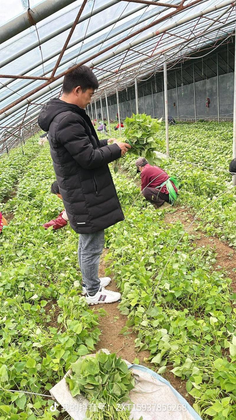 开封市祥符区，扩繁苗品种有西瓜红，龙久一九