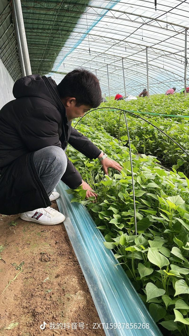 开封市祥符区，扩繁苗品种有西瓜红，龙久一九
