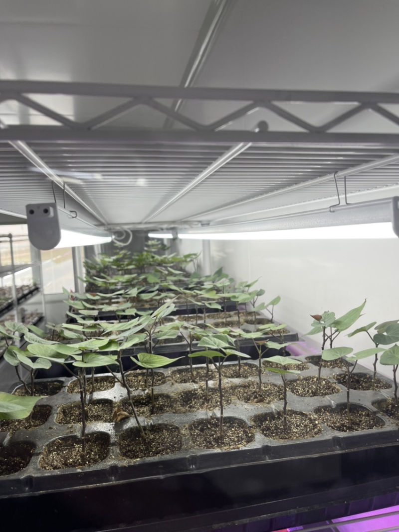 开封市祥符区，扩繁苗品种有西瓜红，龙久一九