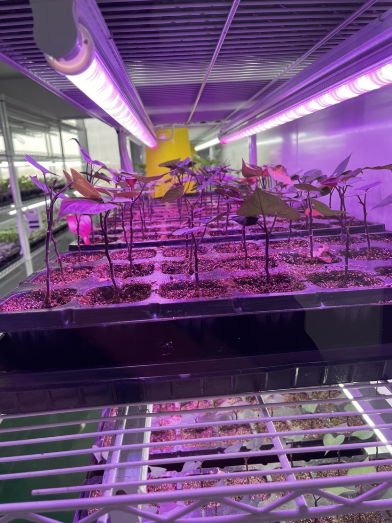 开封市祥符区，扩繁苗品种有西瓜红，龙久一九