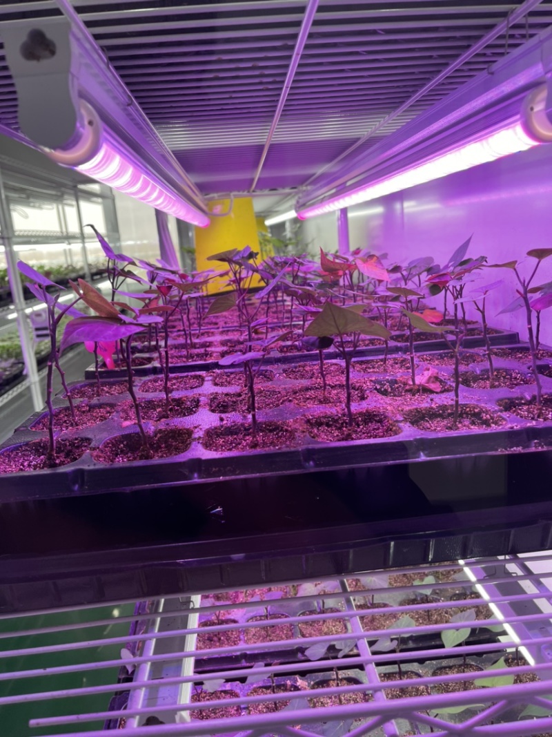 开封市祥符区，扩繁苗品种有西瓜红，龙久一九