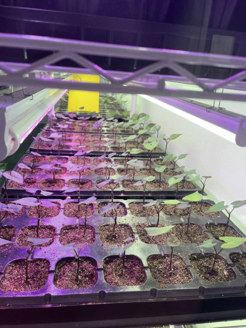 开封市祥符区，扩繁苗品种有西瓜红，龙久一九