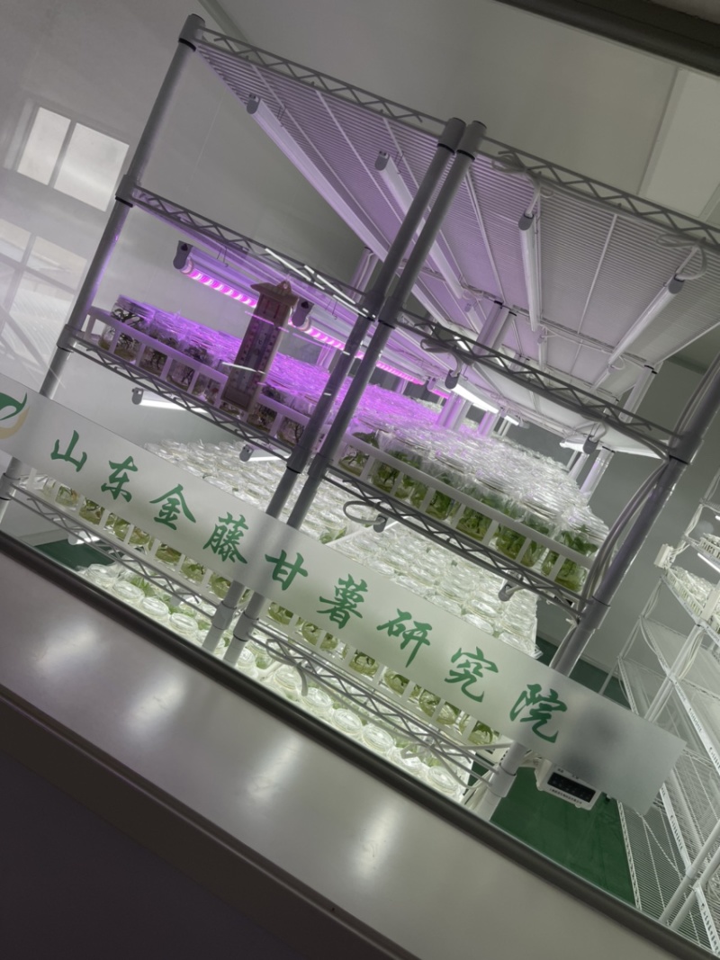 开封市祥符区，扩繁苗品种有西瓜红，龙久一九