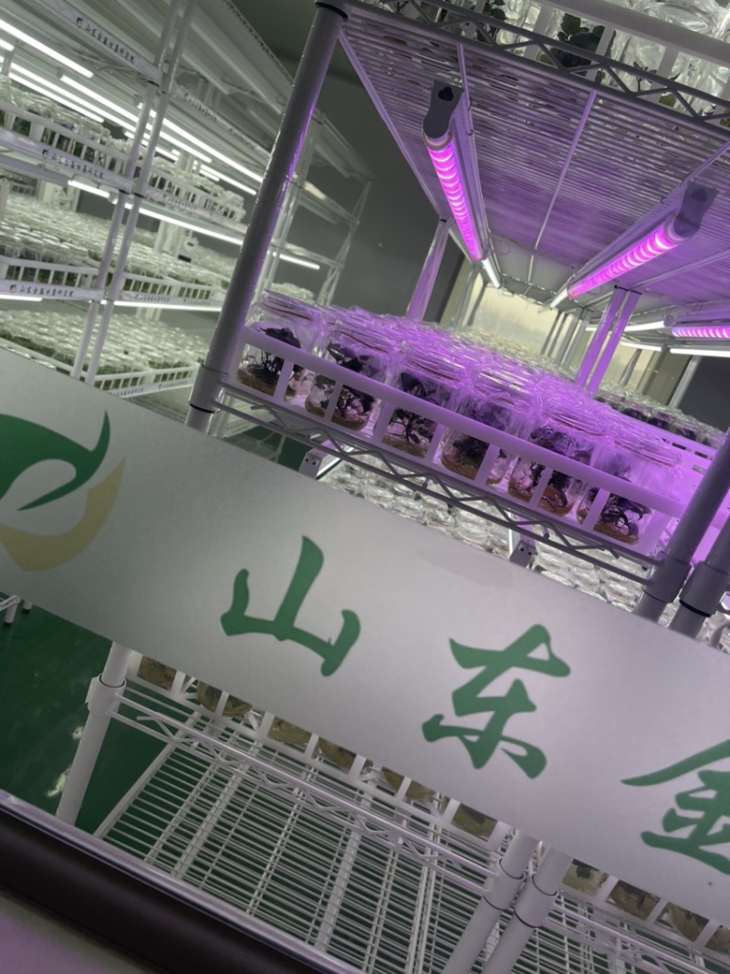 开封市祥符区，扩繁苗品种有西瓜红，龙久一九