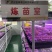 开封市祥符区，扩繁苗品种有西瓜红，龙久一九