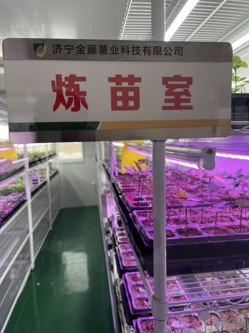 开封市祥符区，扩繁苗品种有西瓜红，龙久一九