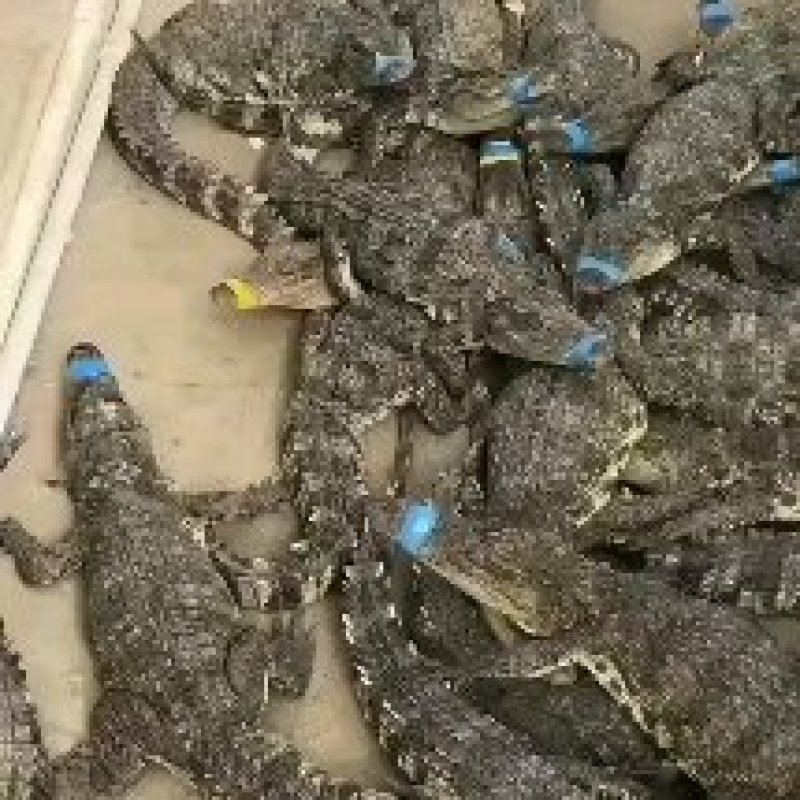 大量批发零售活体商品鳄鱼