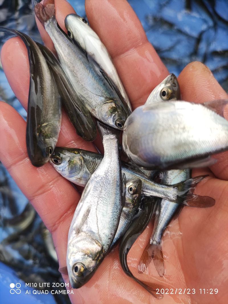 连鱼苗