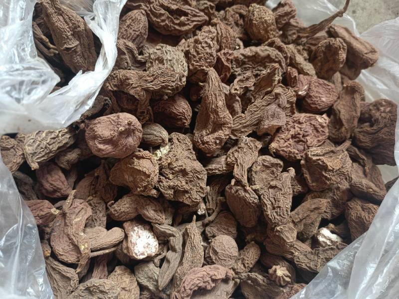 中药材地苦胆野生又名金果览现货出售