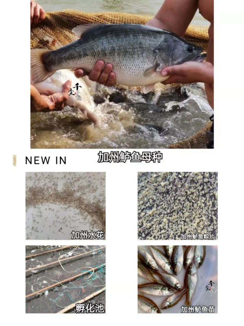 鲈鱼苗加州鲈鱼苗优鲈三号鲈鱼苗鲈鱼水花鲈鱼粽片教养
