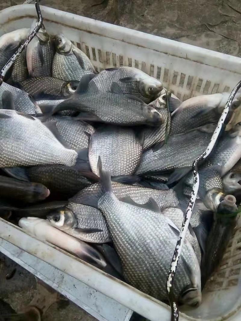 鳊鱼苗鳊鱼塘口直发，规格齐全全国各地发货