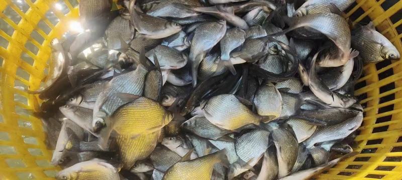 鳊鱼苗鳊鱼塘口直发，规格齐全全国各地发货