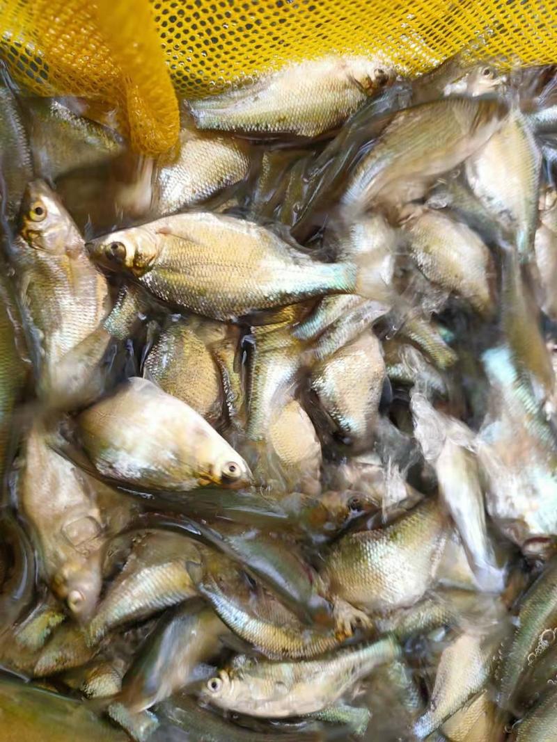鳊鱼苗鳊鱼塘口直发，规格齐全全国各地发货