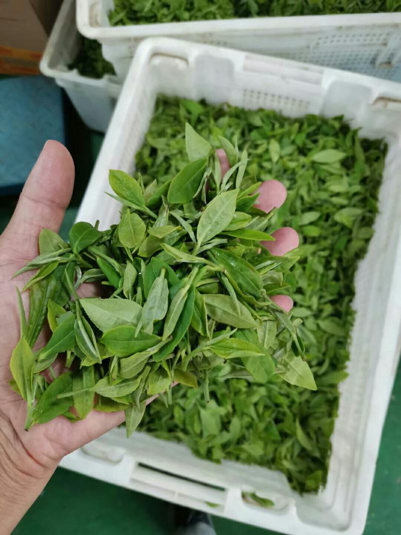 纯高山龙井茶叶