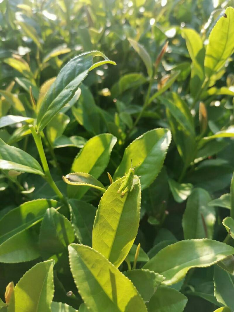 纯高山龙井茶叶