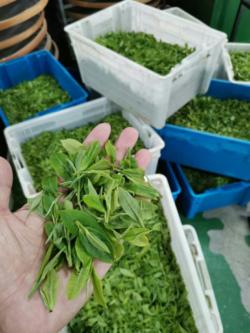 纯高山龙井茶叶
