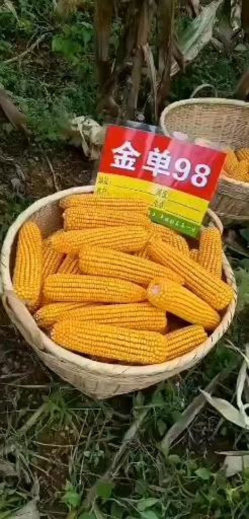 金单98红轴玉米种子，1千克，高产抗病