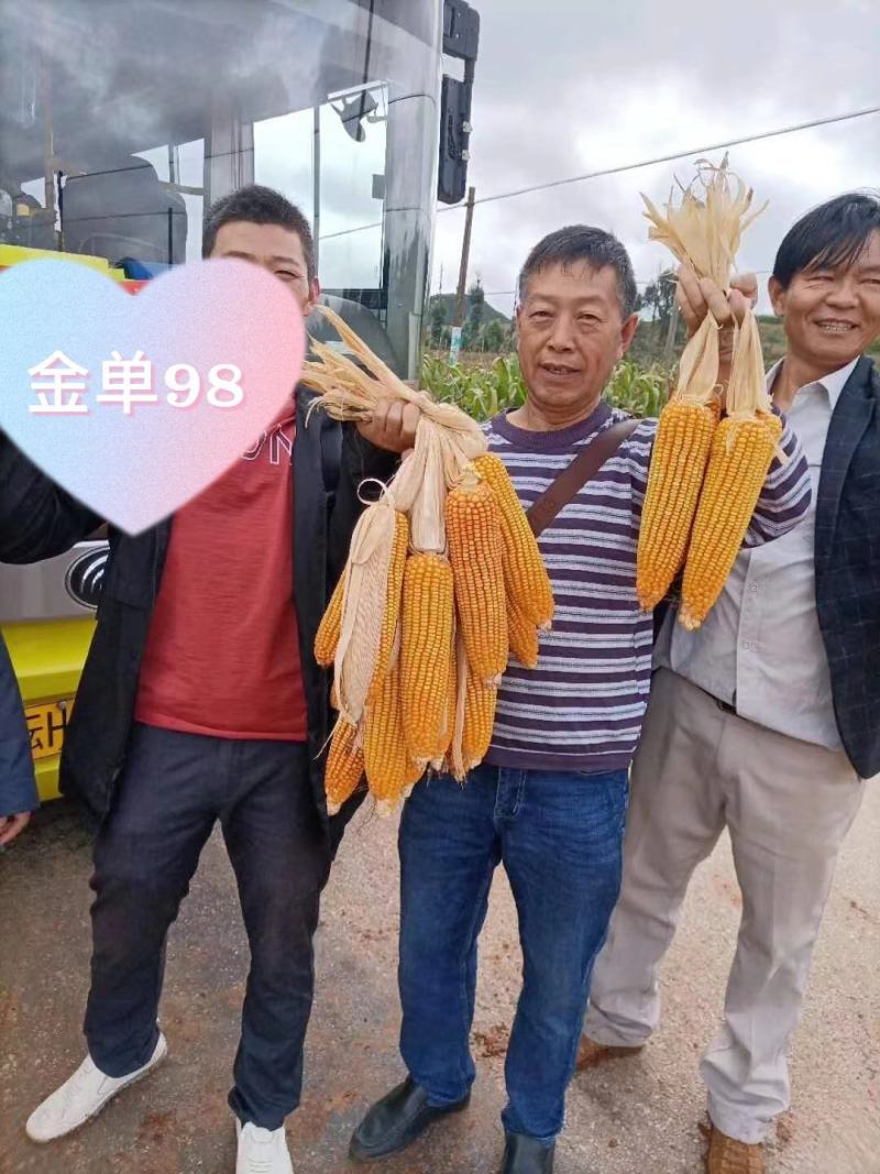 金单98红轴玉米种子，1千克，高产抗病
