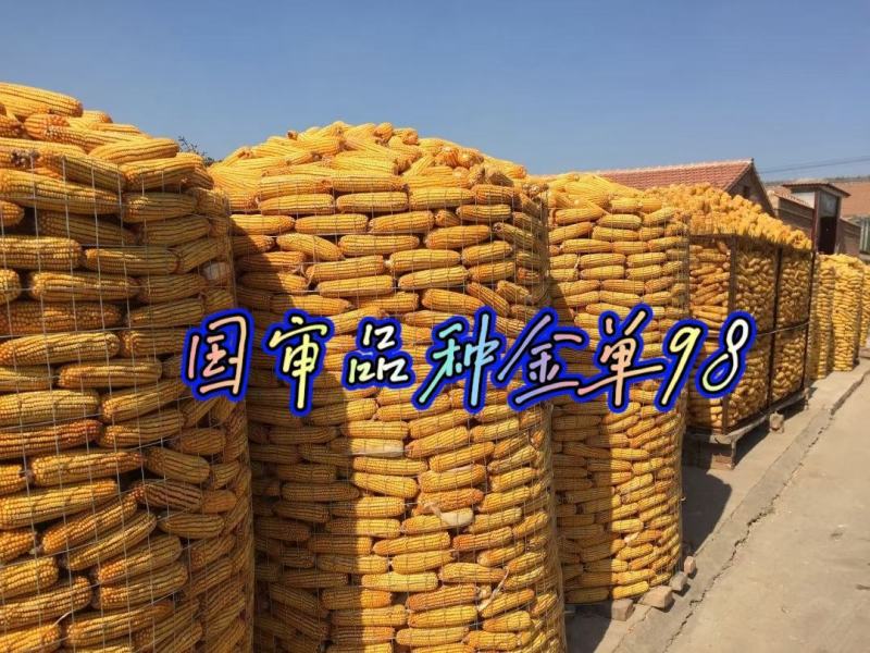 金单98红轴玉米种子，1千克，高产抗病