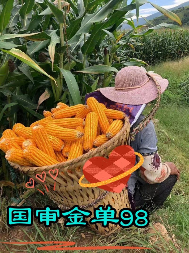 金单98红轴玉米种子，1千克，高产抗病