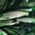 草鱼苗