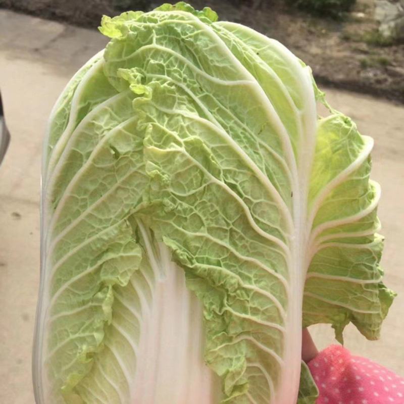 黄心白菜产地一手货源，产地直供，欢迎咨询采购