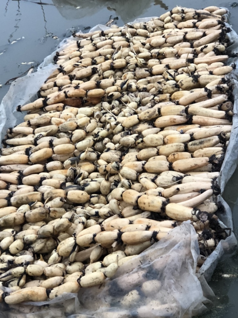 江苏大白37/35、毛货与精品，新鲜货好量大从优