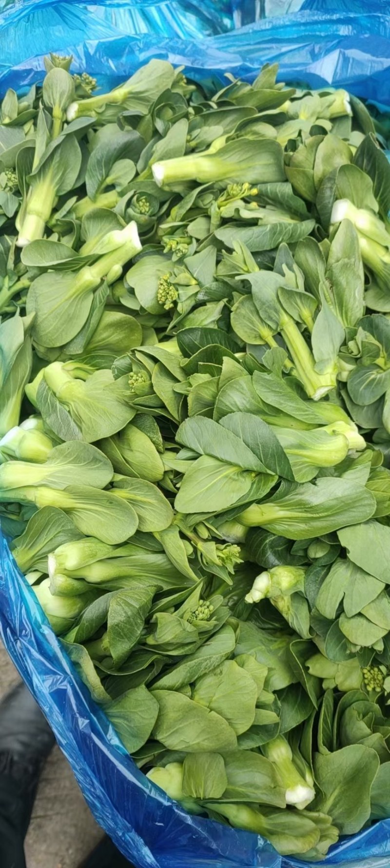 矮脚菜菜苔，精品菜苔，上海青菜苔，小黑菜菜苔，菜心