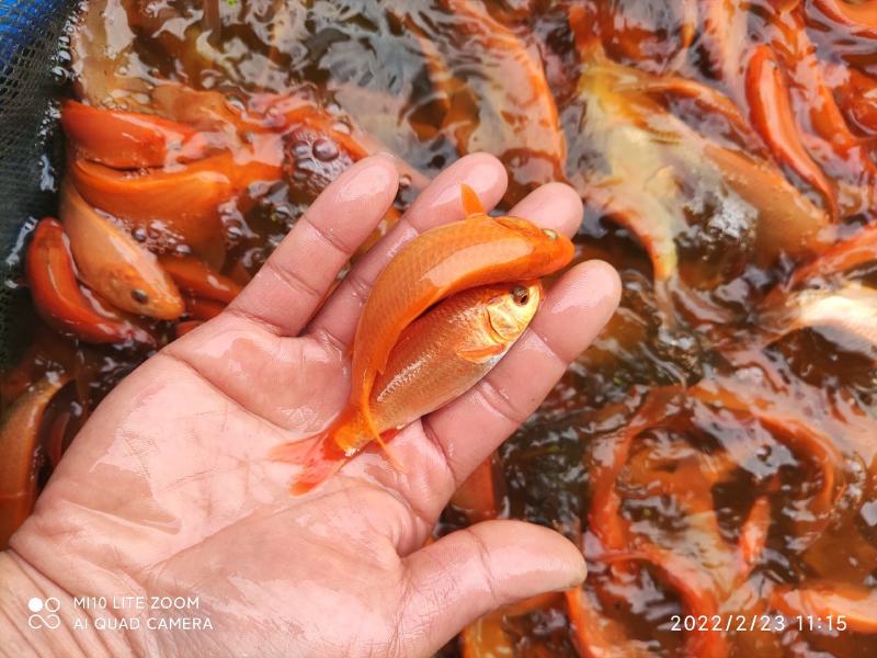 红鲤鱼苗品种优良水产养殖基地欢迎全国客户订购