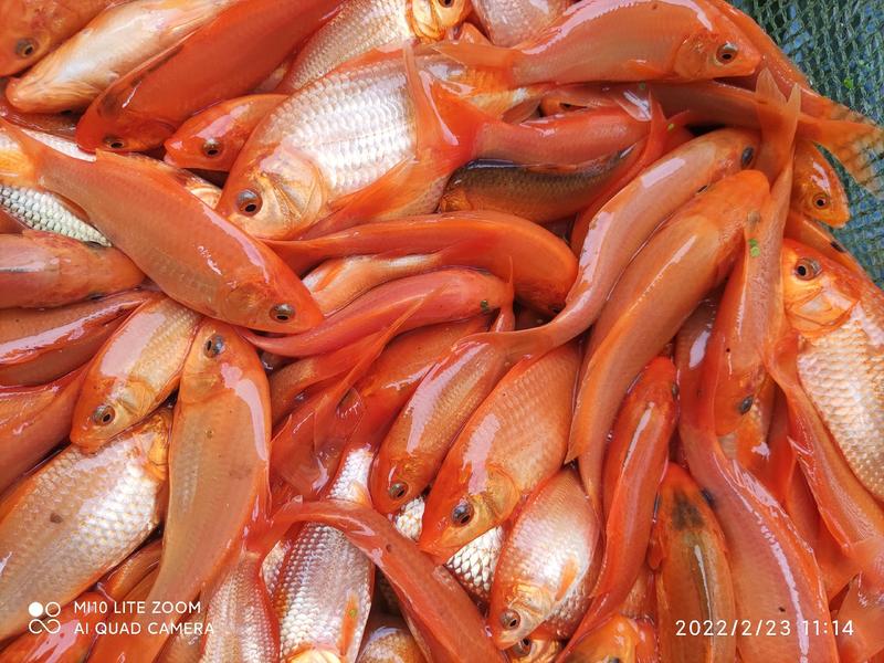 红鲤鱼苗品种优良水产养殖基地欢迎全国客户订购