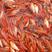 红鲤鱼苗品种优良水产养殖基地欢迎全国客户订购