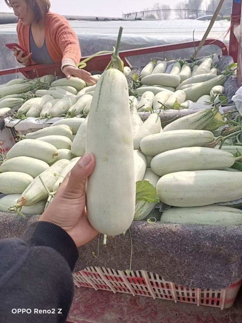 山东聊城百万亩各种甜瓜大量上市，品种多多，欢迎选购