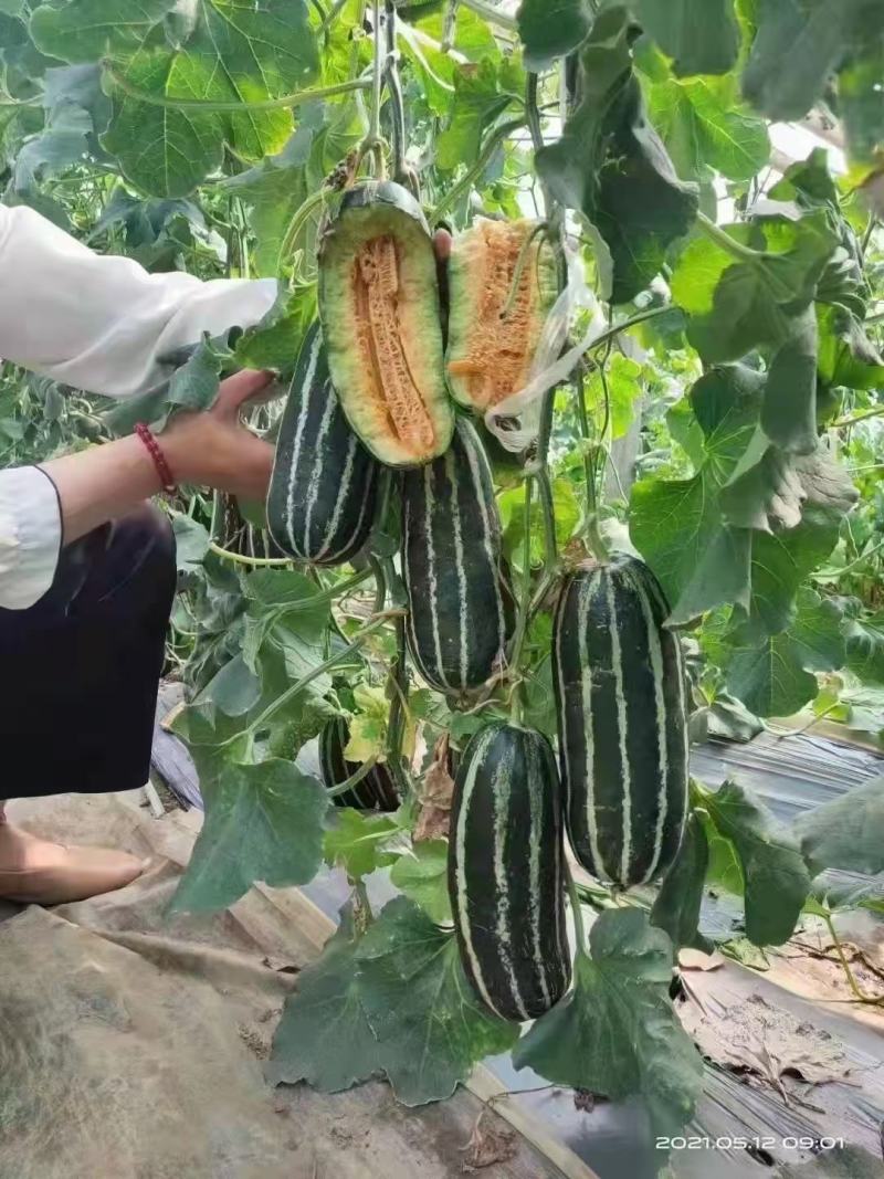 山东聊城百万亩各种甜瓜大量上市，品种多多，欢迎选购