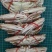 扁蟹梭子蟹肉蟹规格100/150净重3KG