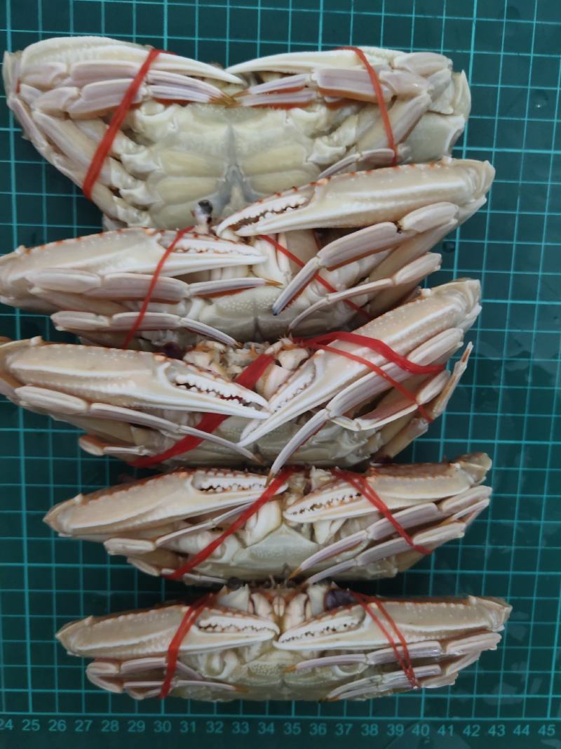 扁蟹梭子蟹肉蟹规格100/150净重3KG