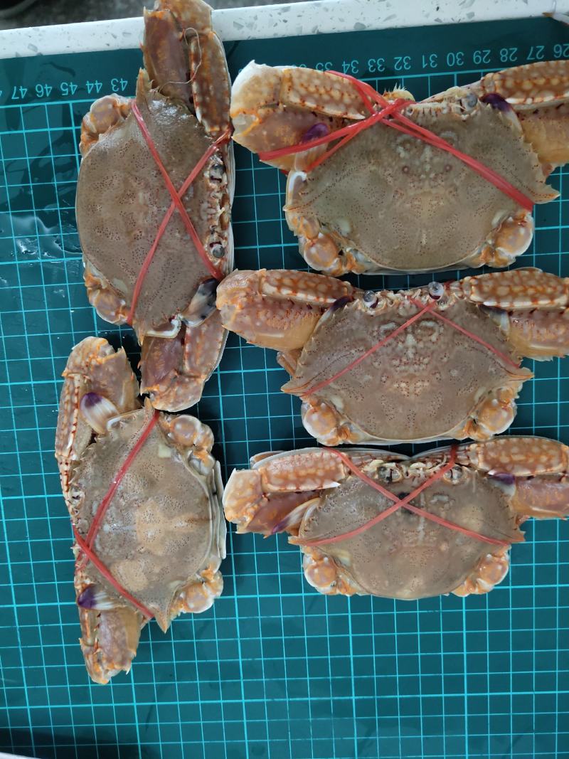 扁蟹梭子蟹肉蟹规格100/150净重3KG