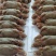 扁蟹梭子蟹肉蟹规格100/150净重3KG