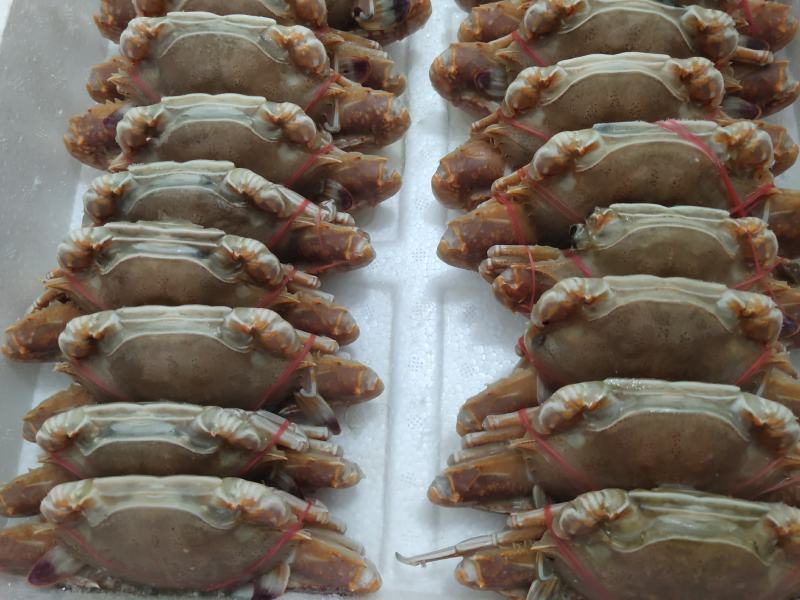 扁蟹梭子蟹肉蟹规格100/150净重3KG